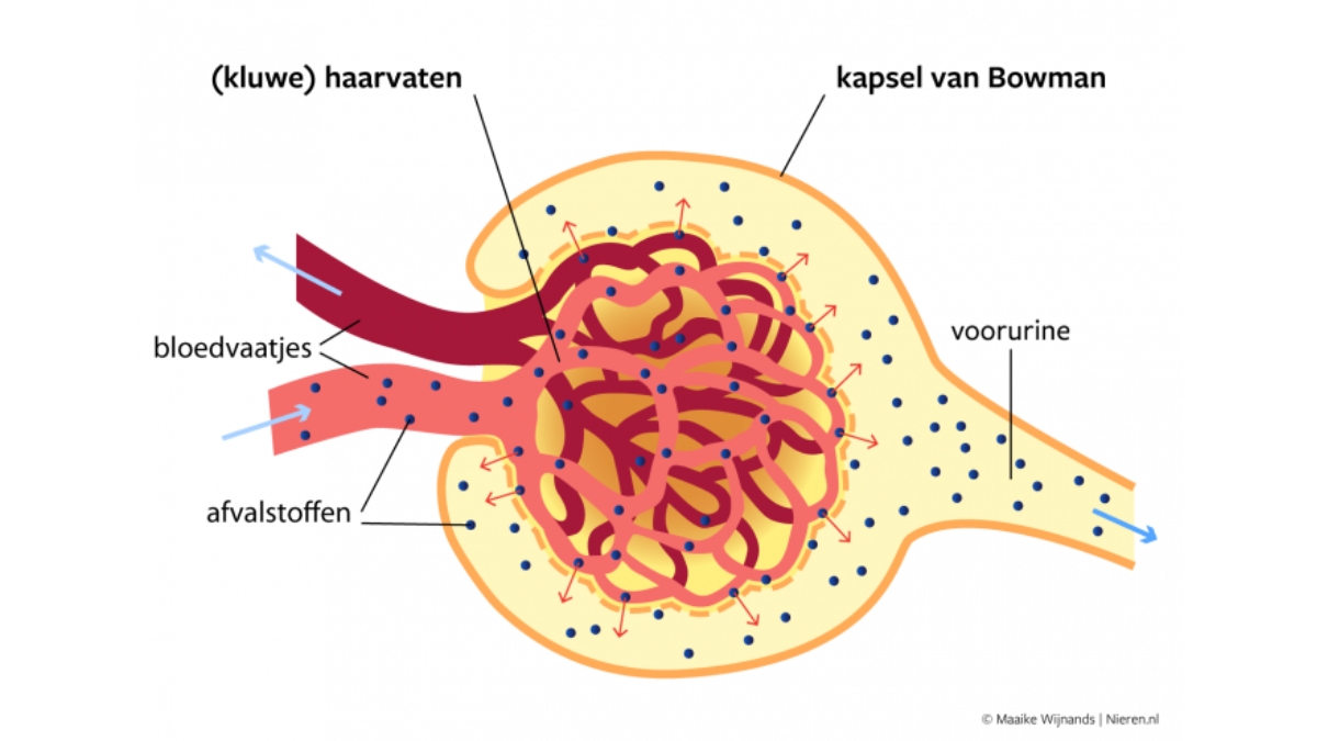 Zeeflichaampje. Elke nier bevat zo'n zeeflichaampje.
